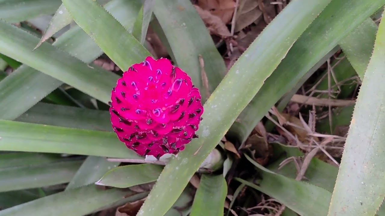 Algumas bromélias florescendo no início de setembro. 