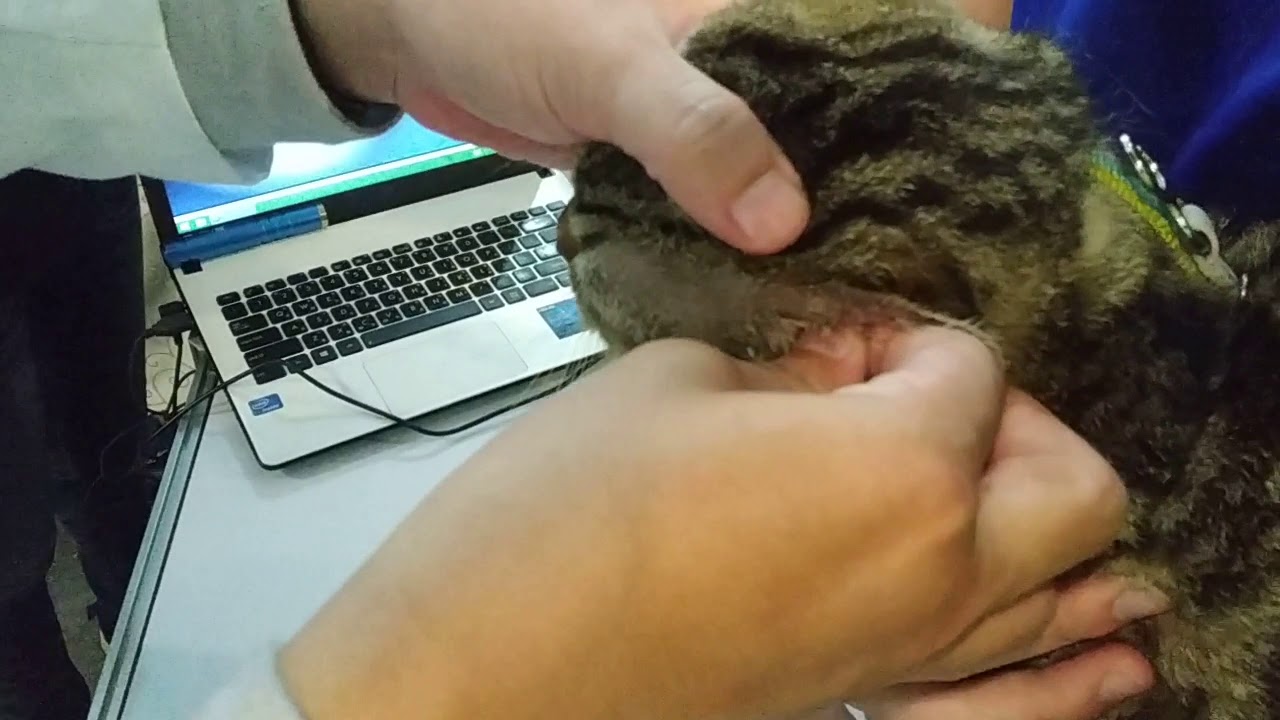 獸醫師教如何洗貓耳朵做清潔 貓咪健康檢查