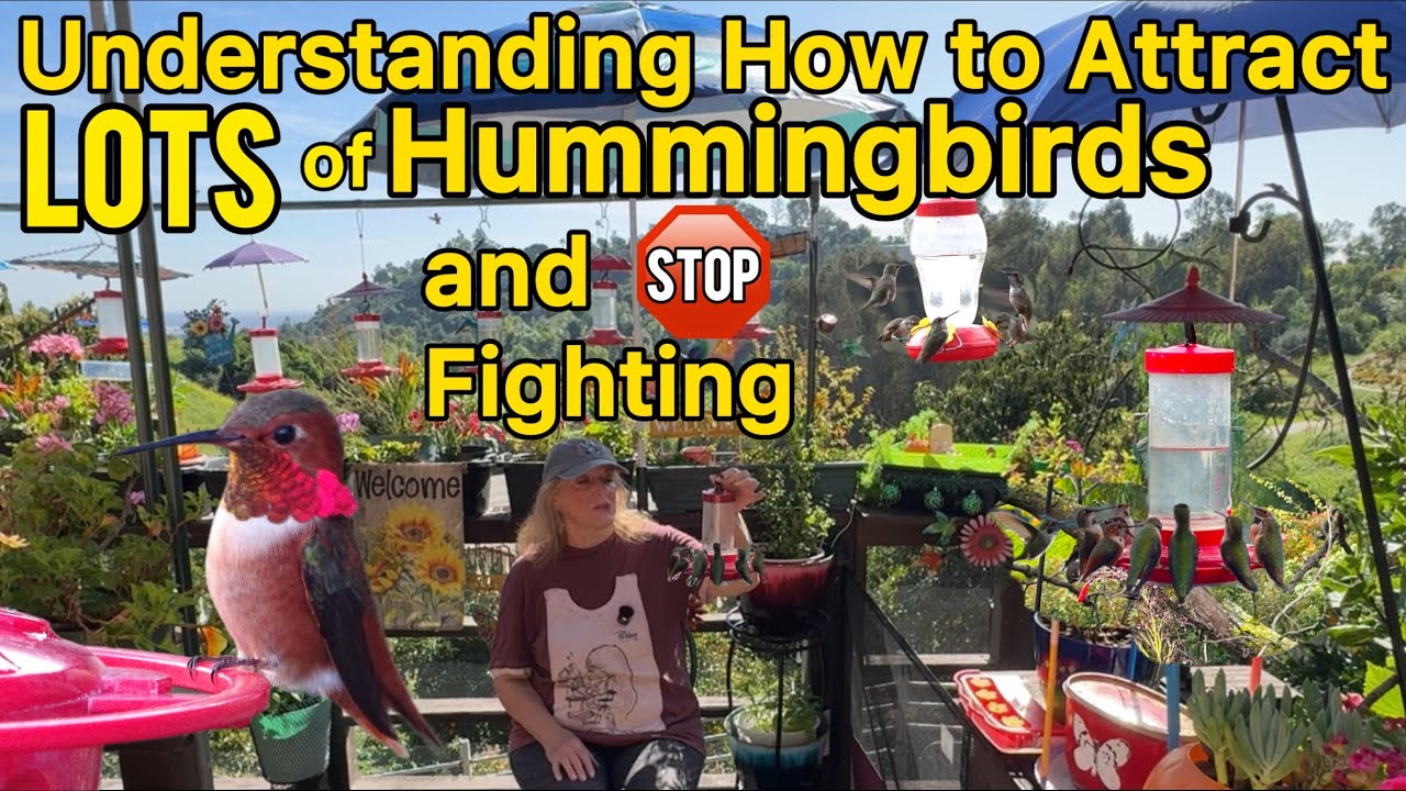 Common Hummingbird MISTAKE ❤️ How to Attract MORE Hummingbirds to Your Feeder ❤️ Bring in More Birds