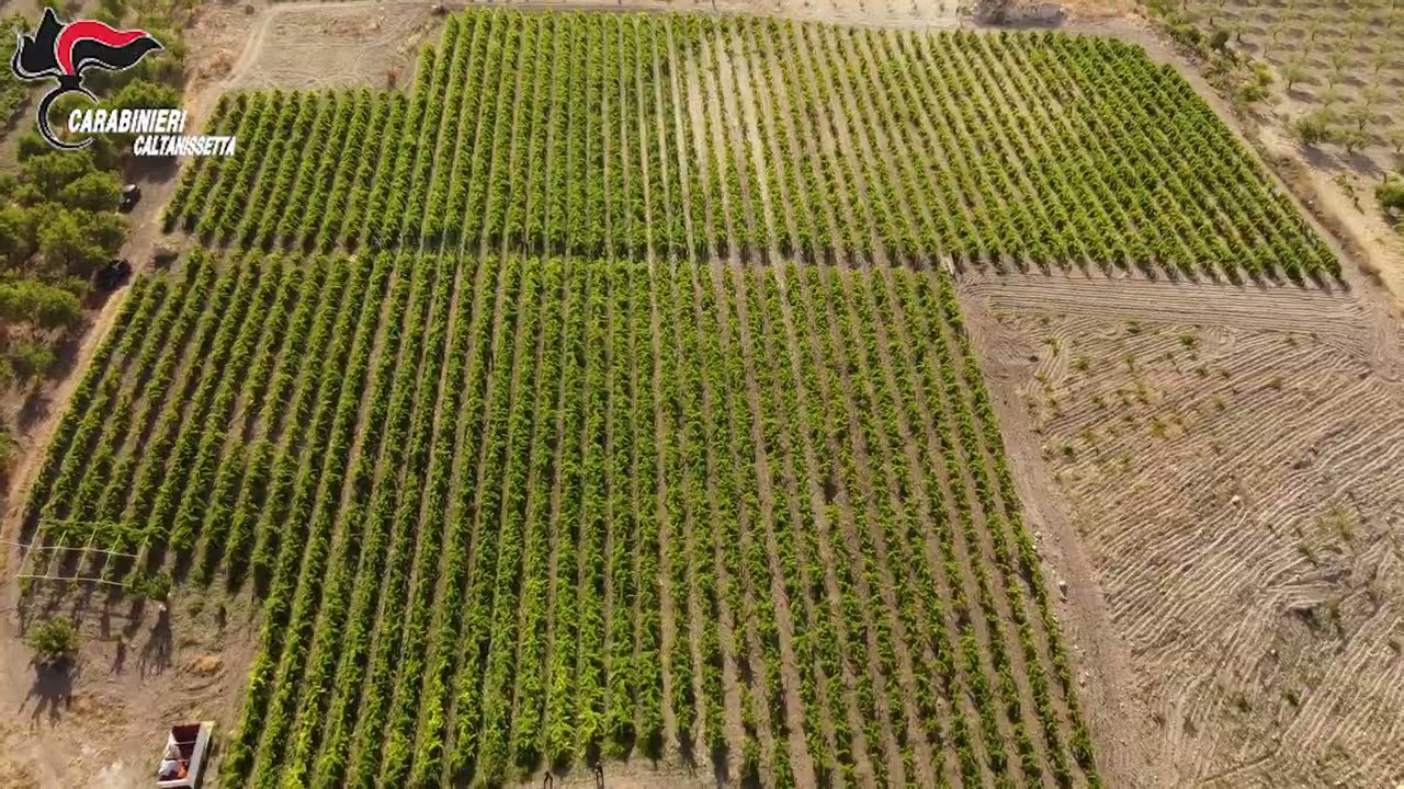 Caltanissetta: i Carabinieri arrestano 11 persone per coltivazione e traffico di droga