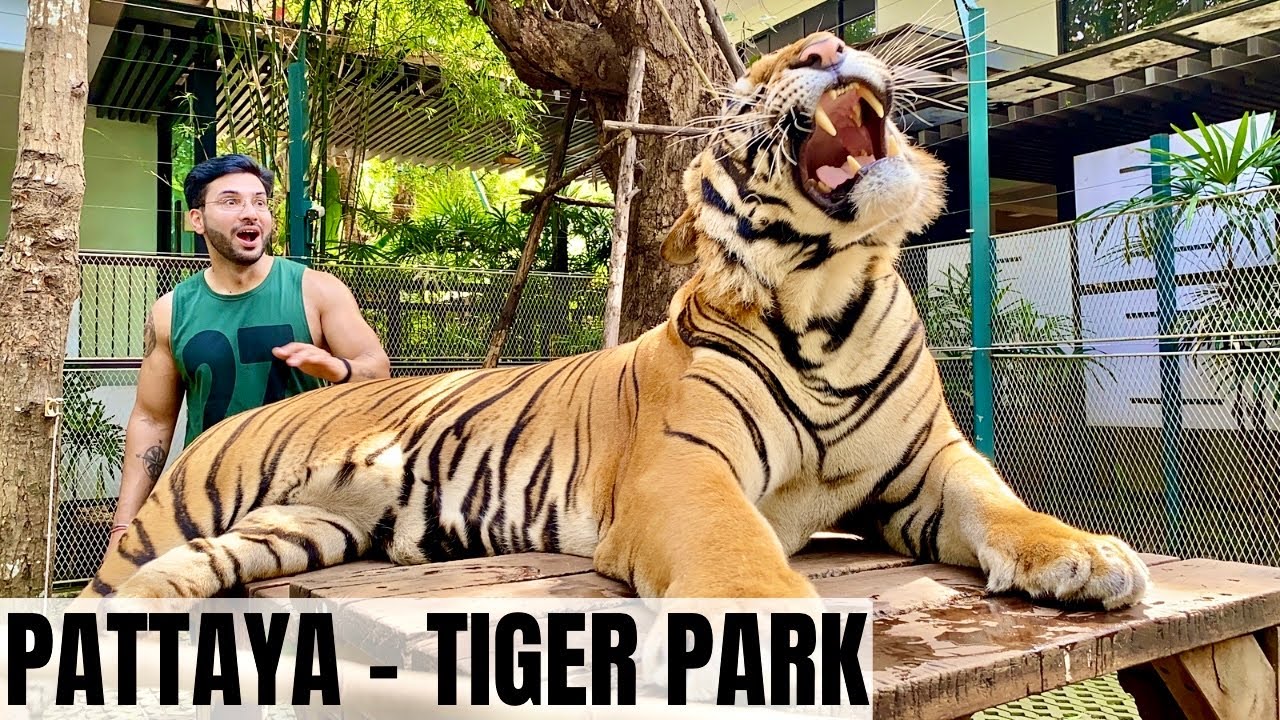 TIGER PARK - Pattaya