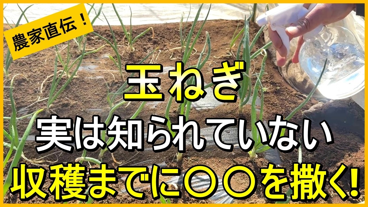 【玉ねぎ栽培】甘く丈夫に育てる酢酸カルシウムの作り方と使用方法を解説【有機農家直伝！無農薬で育てる家庭菜園】　26/3/19