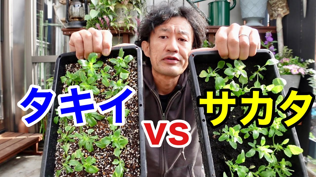 【検証結果】園芸日本シリーズ第1戦　サカタvsタキイ　【園芸超人カーメン君】