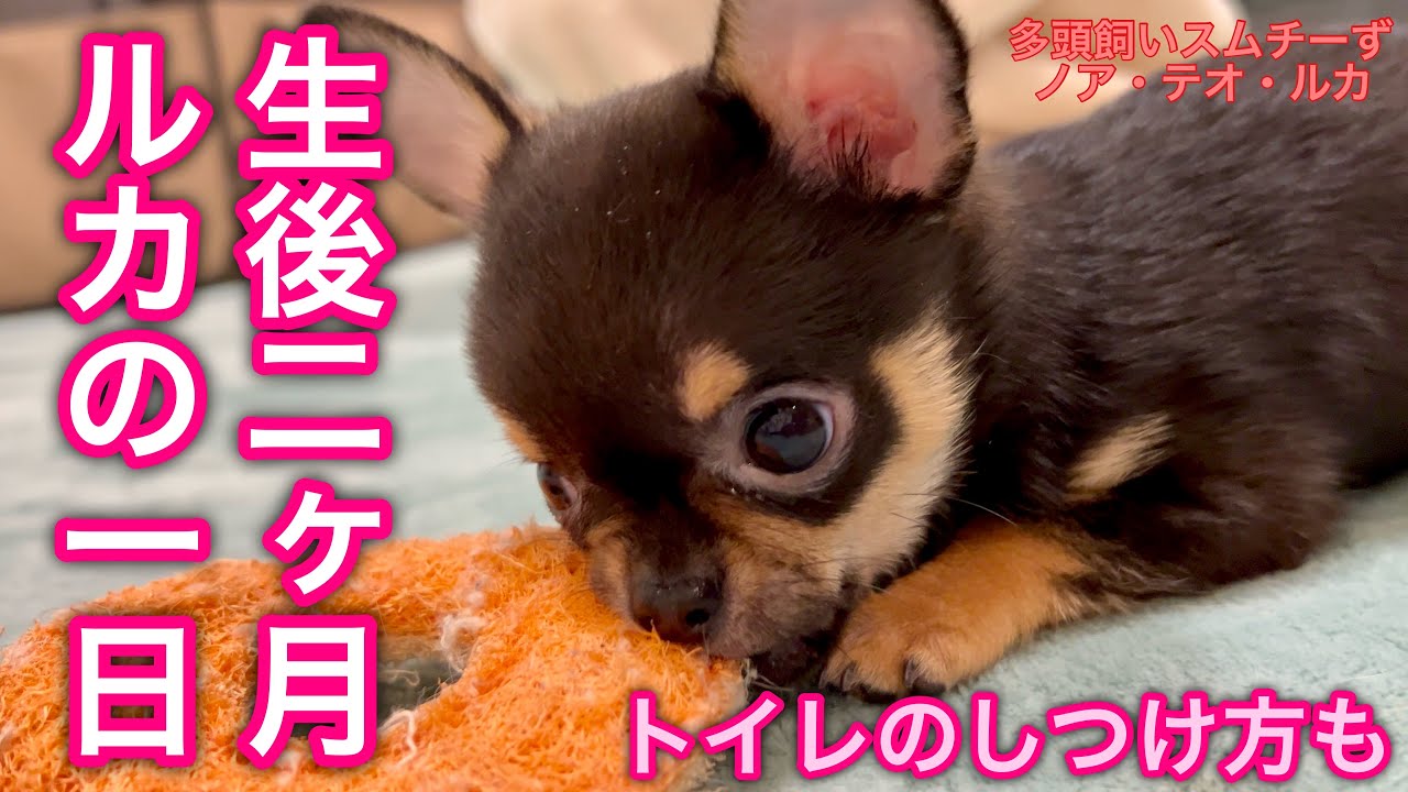 生後２ヶ月チワワのルカ『１日のルーティン』『トイレのしつけ方』『兄達との関係性』【多頭飼いスムチーず】