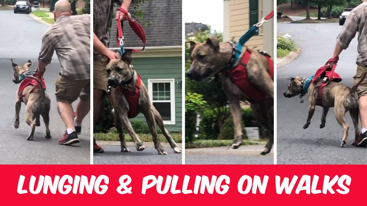 Where To Start When Your Dog Is Leash Reactive