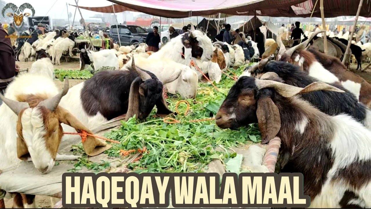 Haqeqay Wala Maal😎Andu Bakray Prices Updates 😍 Badiana Mandi Sialkot ☺️ Season 2026