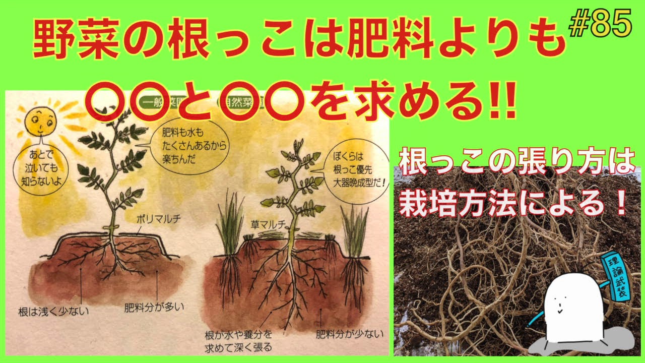 【#85】野菜の根っこは肥料よりも〇〇が大事！野菜の発育の生理を知って上手に育てる！【自然農】