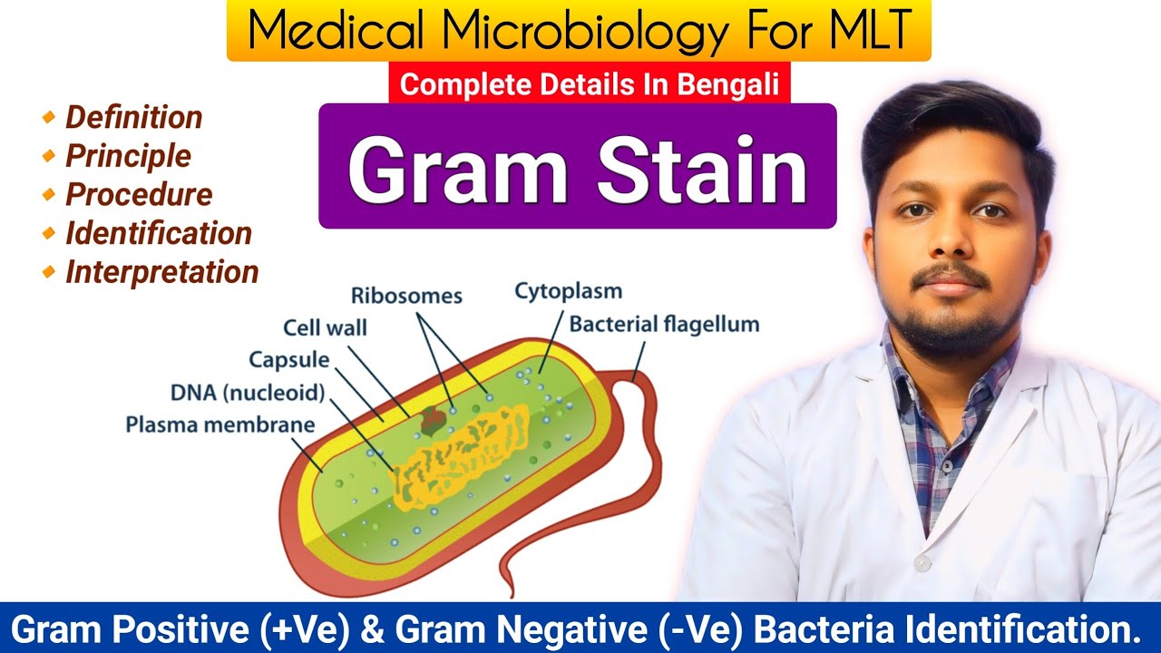 Gram Stain 🫟 | Gram Staining Procedure | Gram Positive & Negative Bacteria | Bacteriology For MLT 🦠