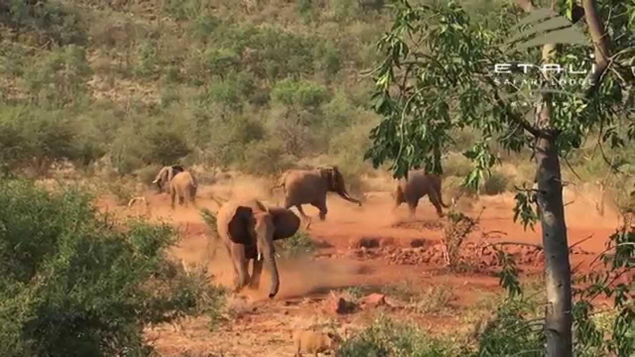 Never Mess with a Thirsty Elephant - Etali Safari Lodge - Madikwe