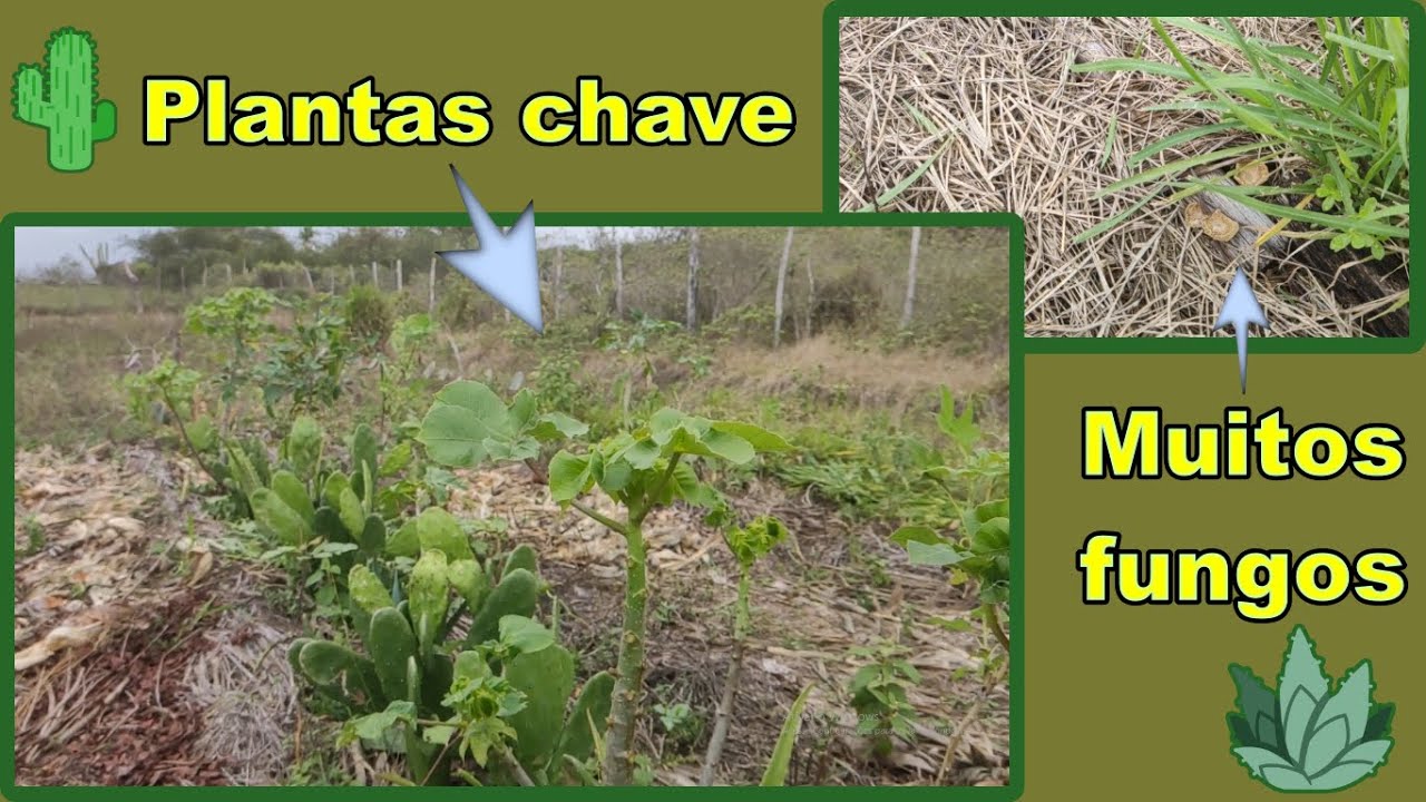 Agrofloresta: Espécies assertivas para o semiárido.