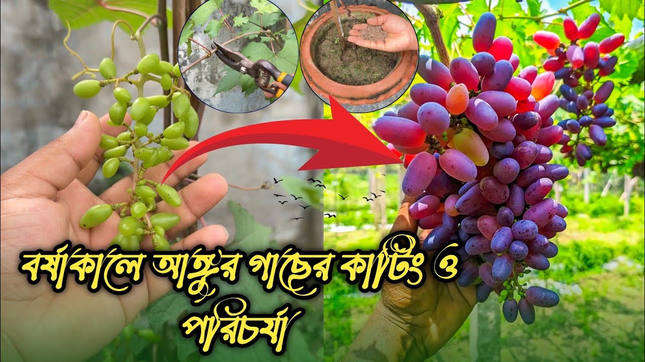 আষাঢ় মাসে আঙুর গাছের কাটিং করুন এইভাবে !! আঙ্গুর গাছের সার প্রয়োগ || How to pruing grapes tree.
