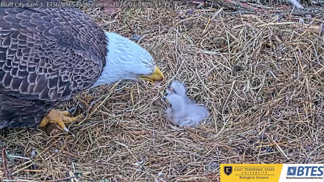 Franklin delivered a breakfish -- Bluff City Cam 2026 03 08