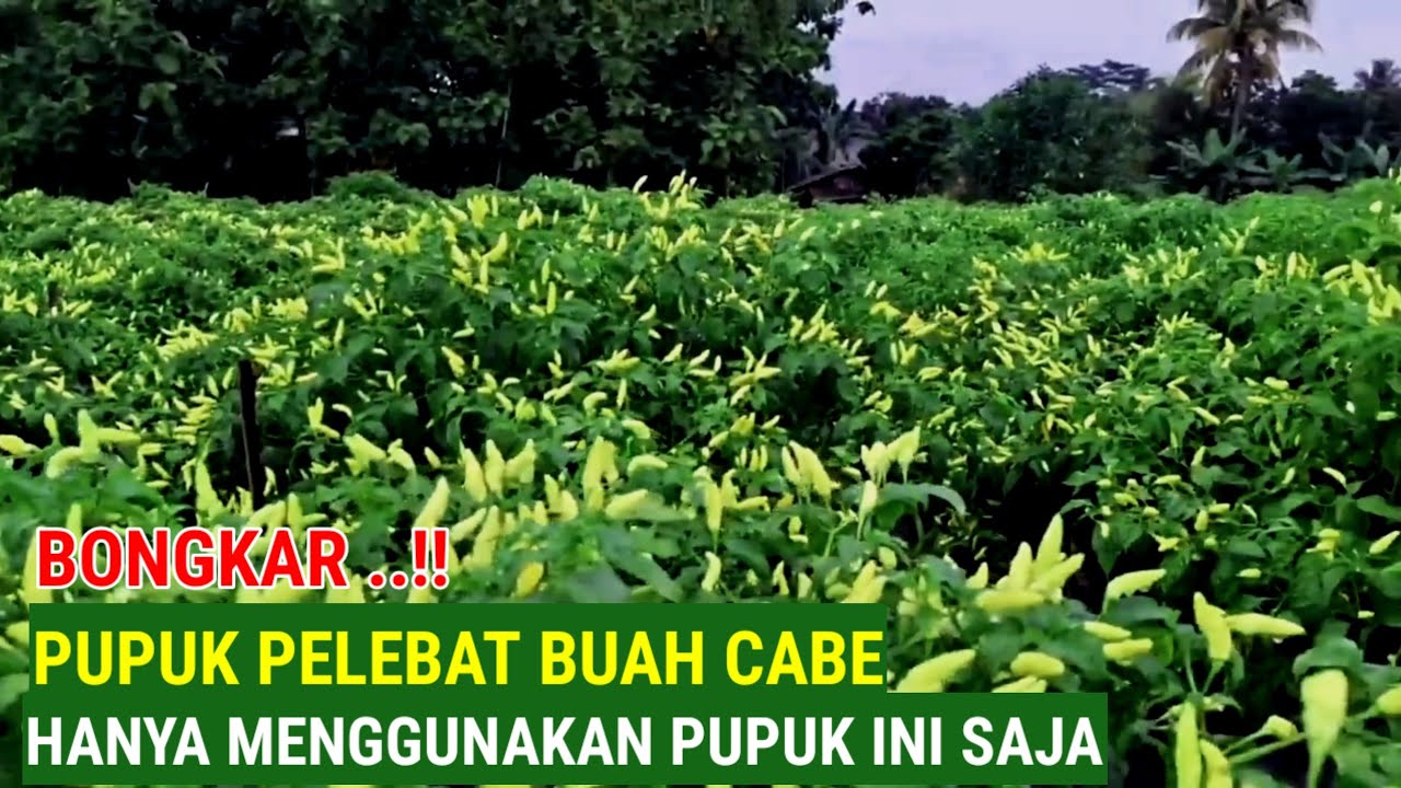 BONGKAR..!! PUPUK PELEBAT BUAH HANYA DENGAN PUPUK INI