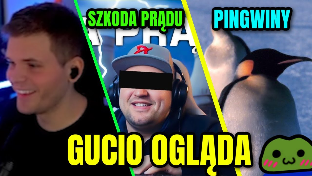 GUCIO OGLĄDA | SZKODA PRĄDU | PINGWINY | OGLĄDANIE Z GUCIEM #h2p_gucio #gucioshoty #gucio