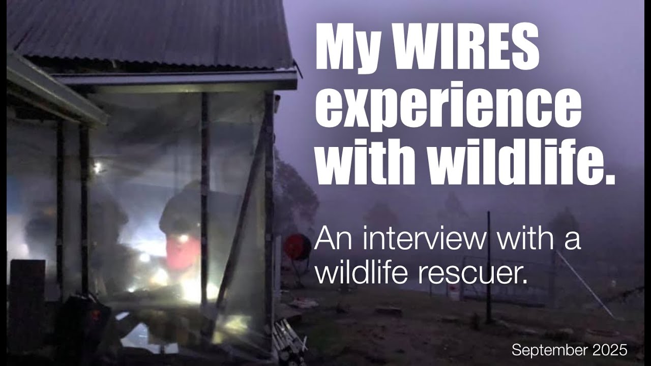 This is why I quit WIRES, Australia's wealthiest wildlife rescue org.