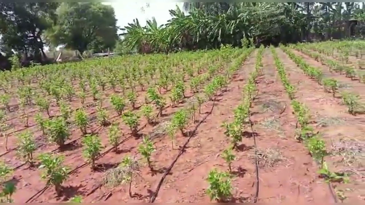 mulberry first cutting