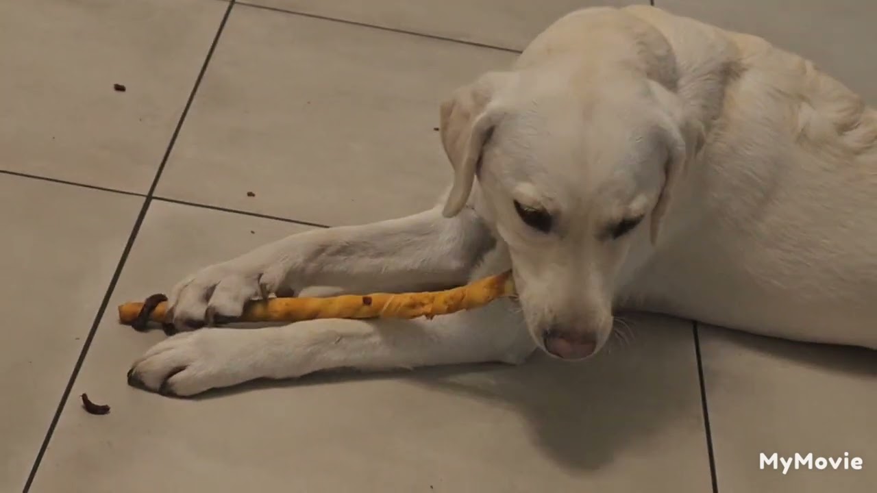 Kingsley and Penny really enjoy ther chew snack