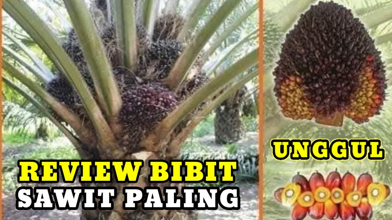 Review sawit sultan PPKS varietas yang ambi langsung jatuh hati pada bibit sawit unggul ini