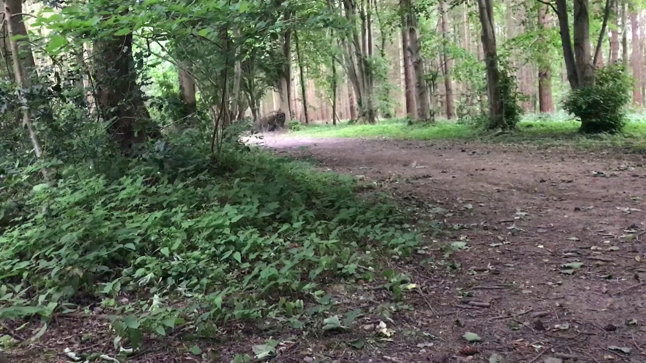 Stomp Pit Bike 125cc