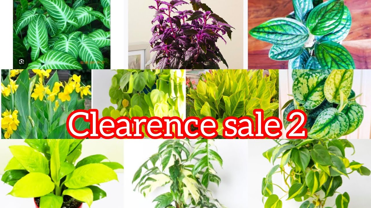  Plants sale 15രൂപ മുതൽ ചെടികൾ വിറ്റ് കാലിയാക്കുന്നു 