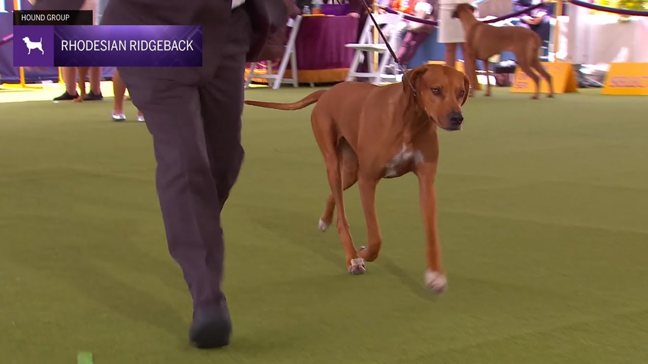 Rhodesian Ridgebacks | Breed Judging 2024