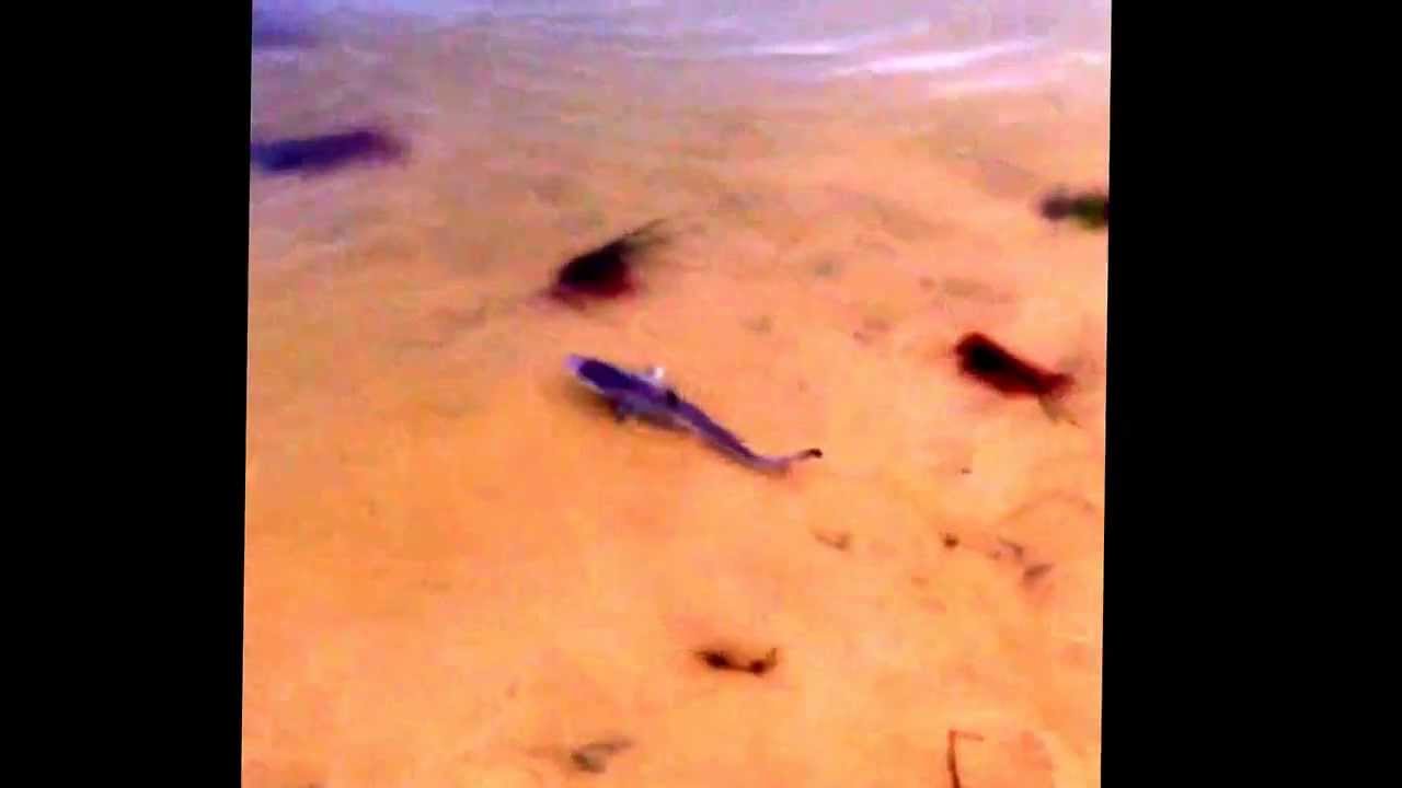 Shark comes in very close