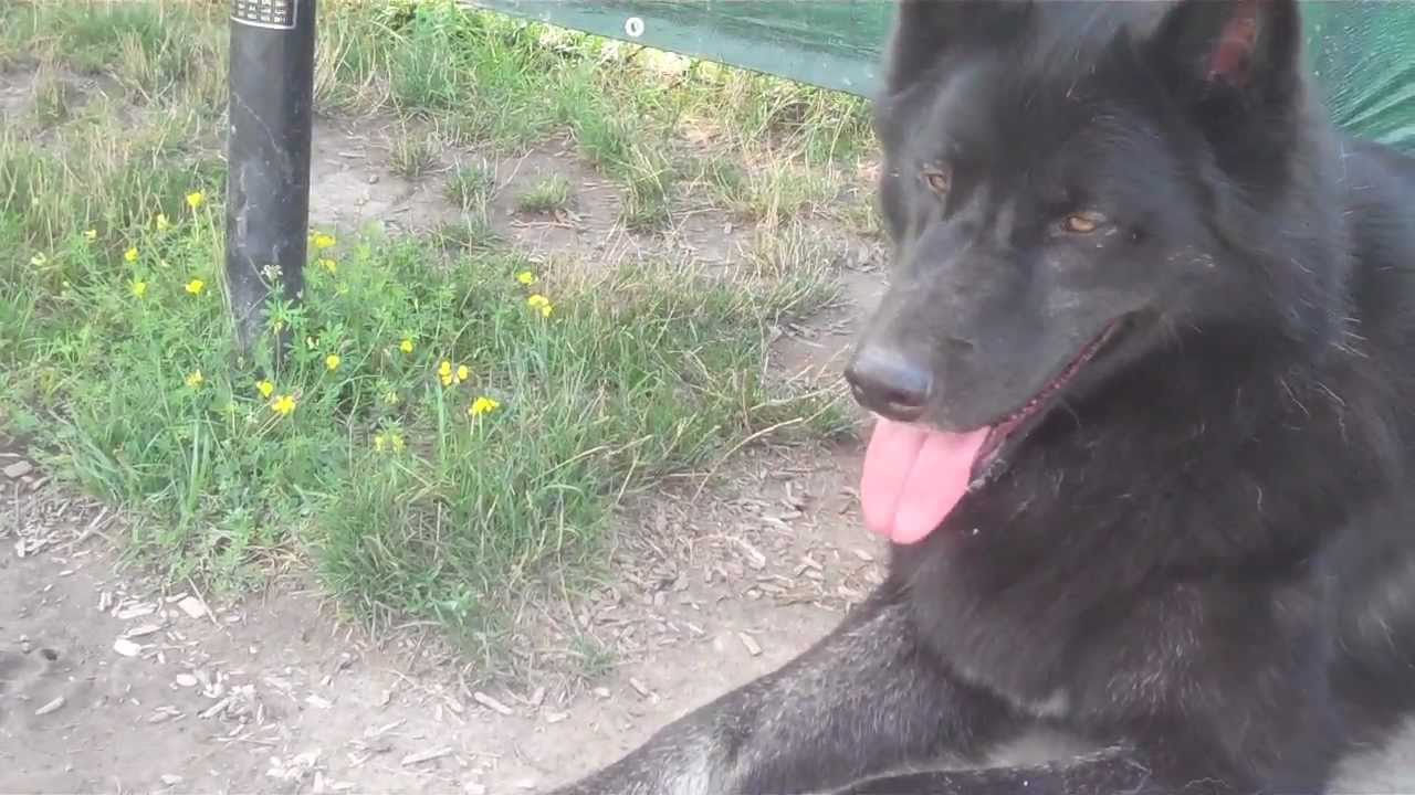 black wolf hybrid being lazy...as usual...