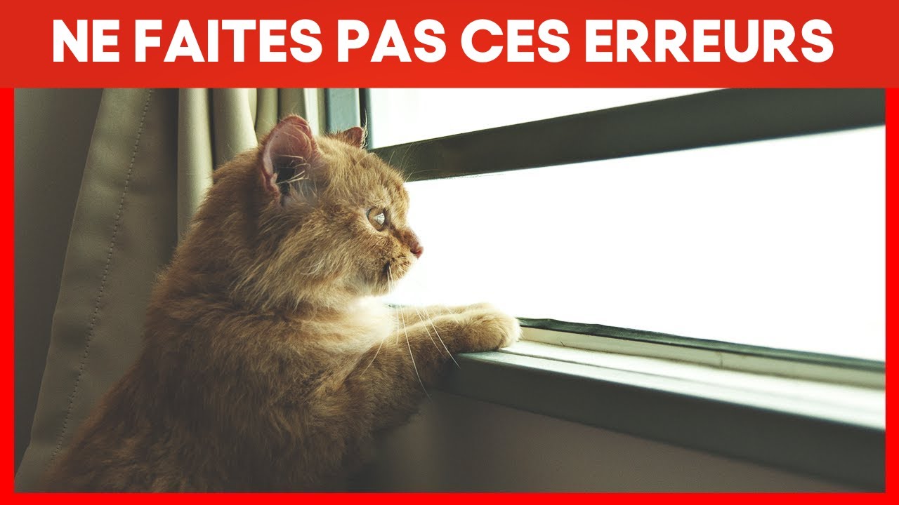 Ne faites JAMAIS ceci lorsque vous laissez votre Chat SEUL