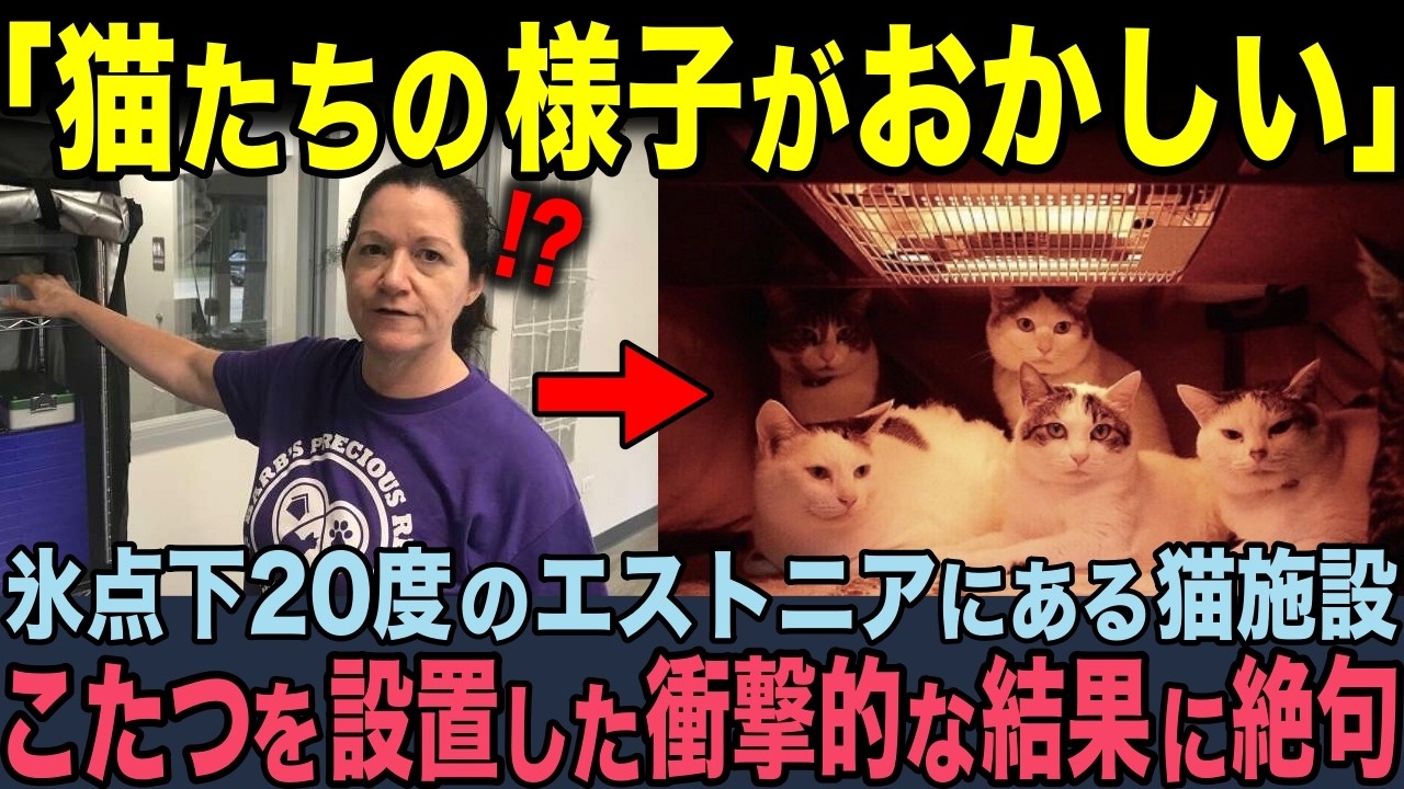 【海外の反応】「猫たちがこたつに大ハマり！」エストニアの動物保護施設で、こたつを導入したとたんに譲渡率が上昇！