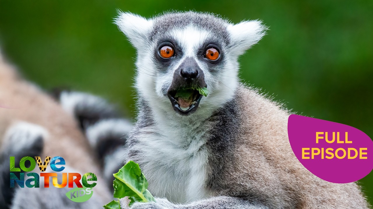 The Singing Lemurs | Land of Gremlins 101