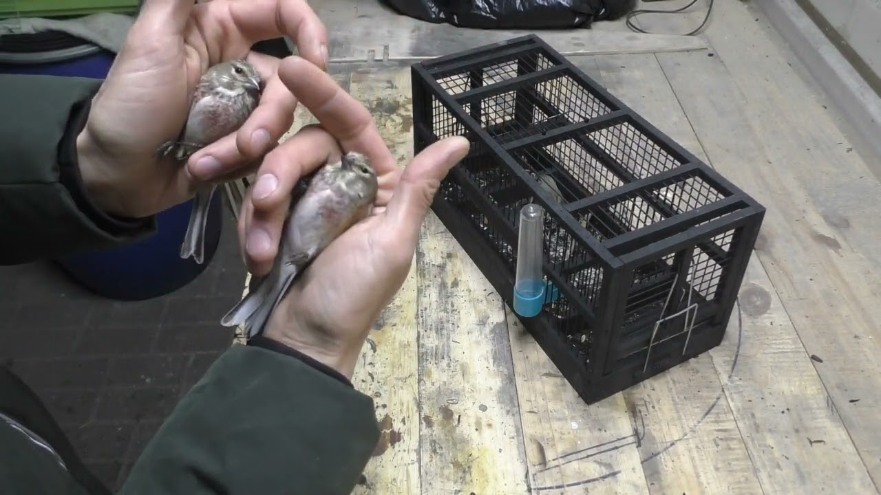 Уникальный реполов с красным надхвостьем!🔥старики и молодеж😍👍