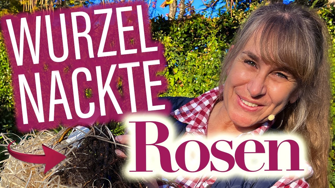 Wurzelnackte ROSEN: Vermeiden Sie diese Fehler! ☀️🍁So pflanzen Sie JETZT - für schönste Blüten 2023