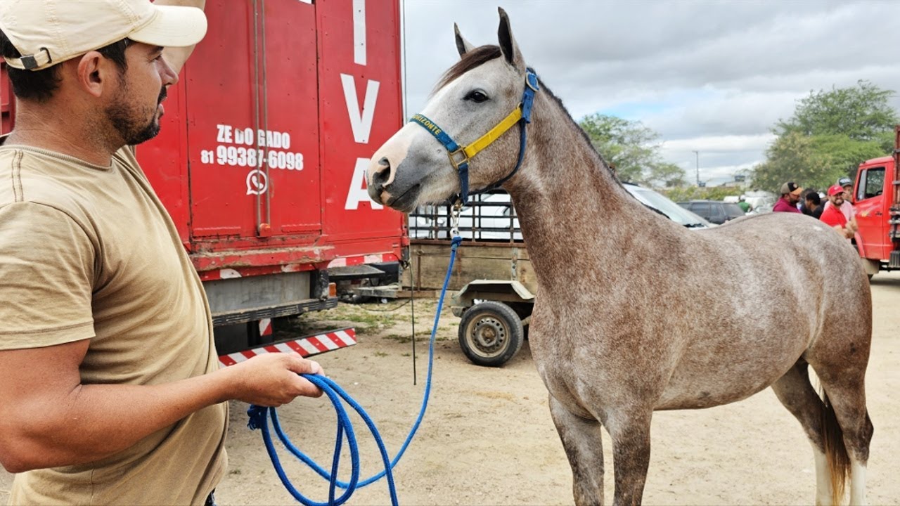 FEIRA DE CAVALOS EM CACHOEIRINHA PE  24 04 2025 #nordeste