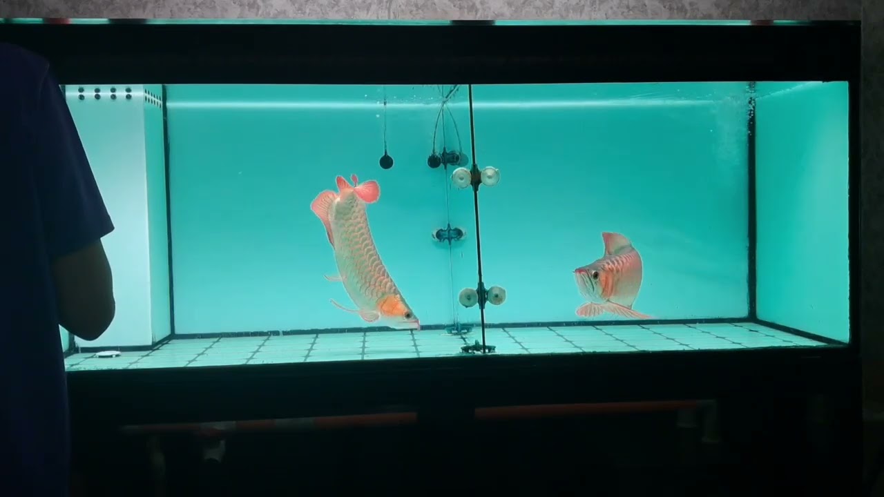 Lagi dan lagi kita kasih pakan yang maknyus biar warna Sikembar Red keluar..Episode 44