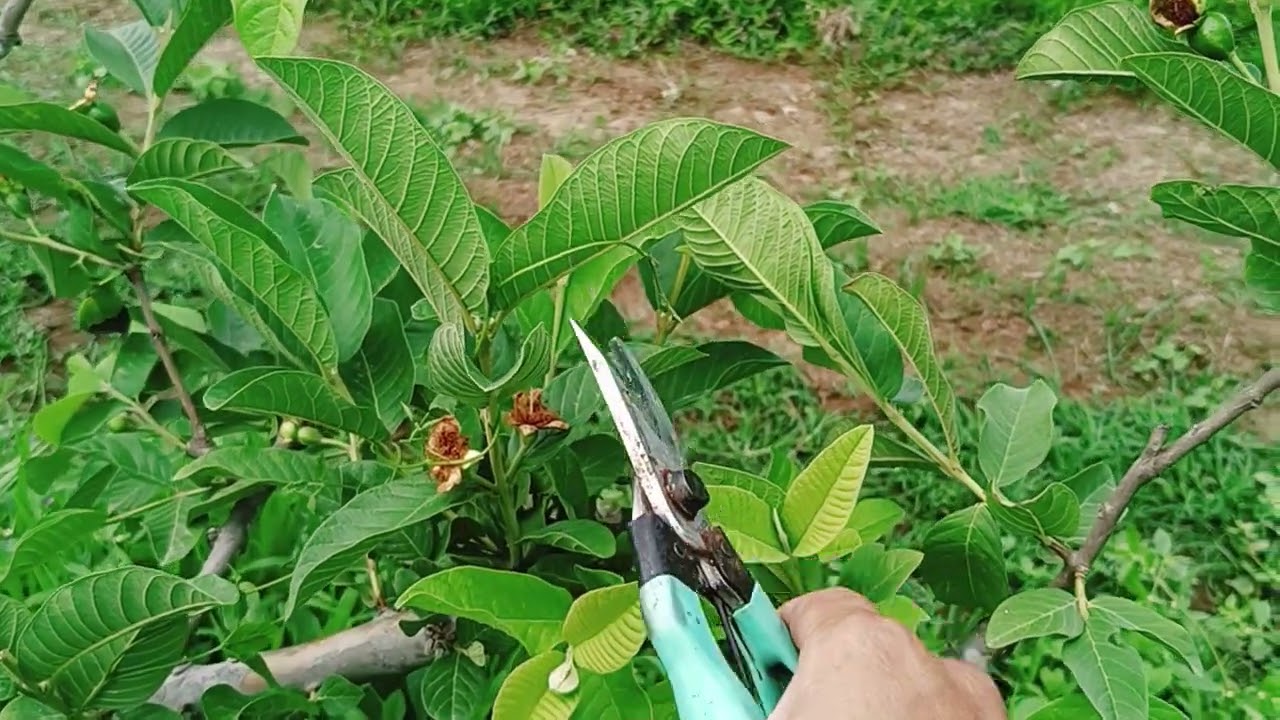 教學：芭樂第三階段修剪，判斷選粒減少曬傷，蟲害監測技巧，減少表皮瑕疵比例
