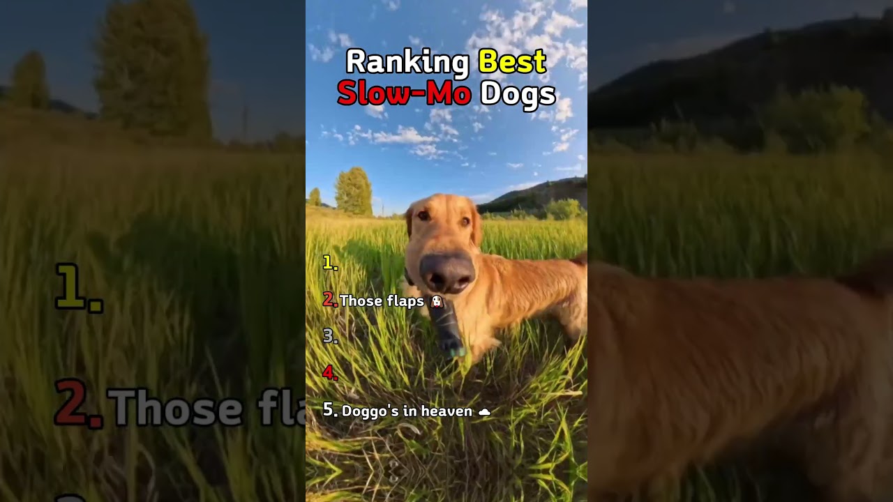 Rankings Best Slow Mo Dogs  #ranking #dog #funny