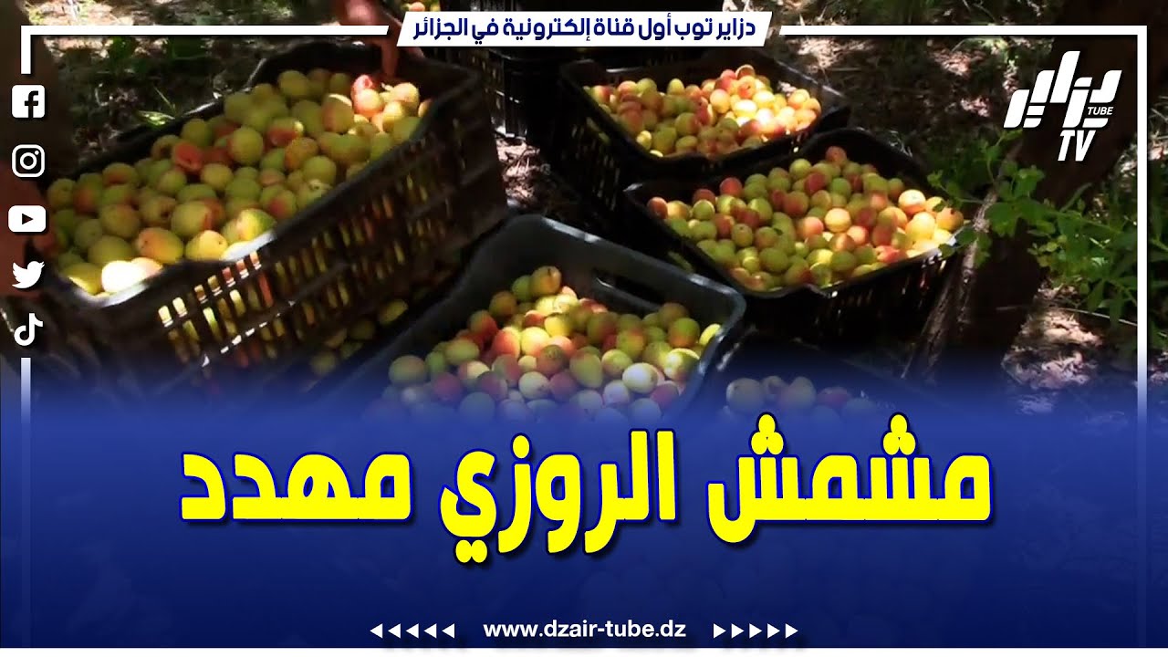باتنة... الرُوزِّي… مُشْمِشُ بُوزِينَةَ المشهور بَيْنَ الجَوْدَةِ وَالتَّهْدِيدِ البِيئِي ...