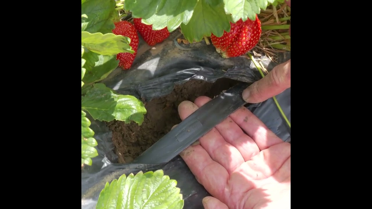 Snack5: Anbau von Erdbeeren im Tullnerfeld