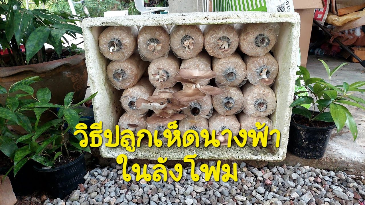 วิธีปลูกเห็ดนางฟ้าในลังโฟม ปลูกง่าย ไม่ต้องดูแลให้ยุ่งยาก
