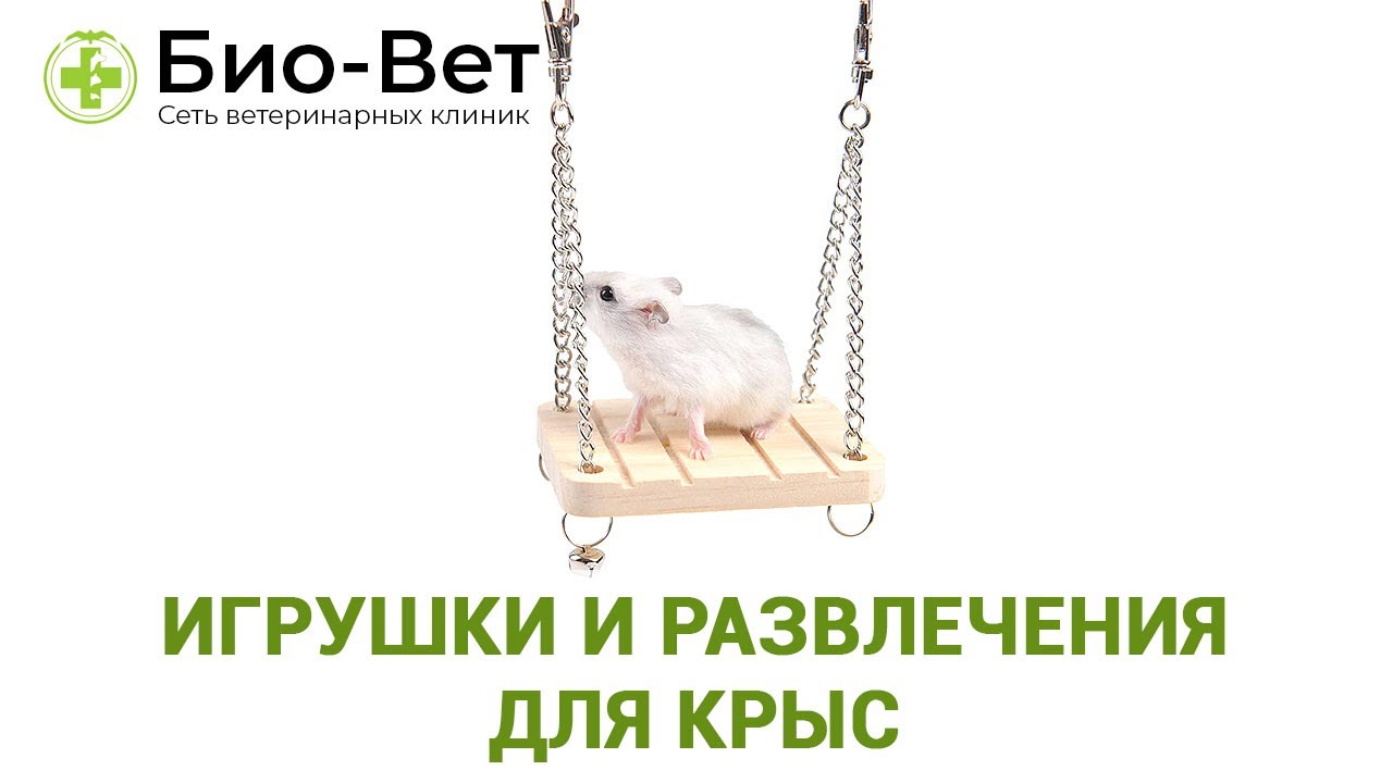Игрушки и Развлечения Для Крыс 🐀 // Сеть Ветклиник БИО-ВЕТ
