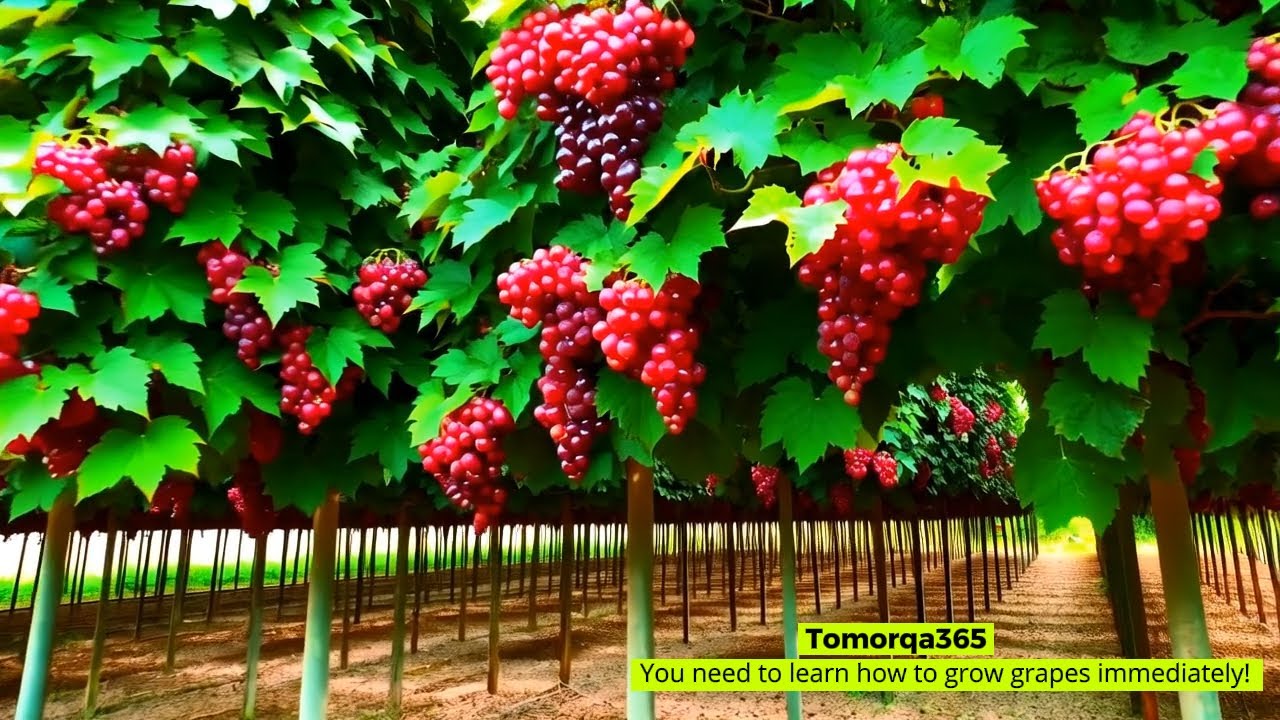 You need to learn how to grow grapes immediately! #how #garden #fruit #wine #farm #growyourownfood