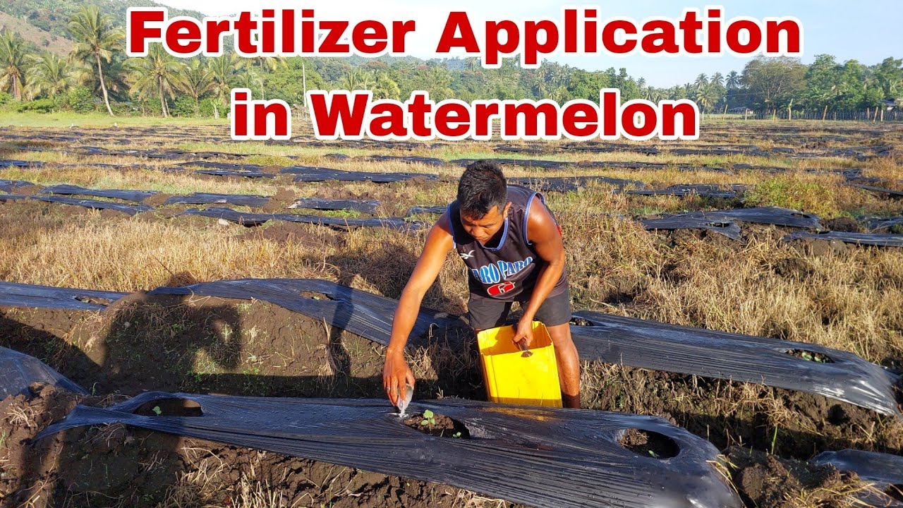 How to Apply Fertilizer in Watermelon using Drenching Method?