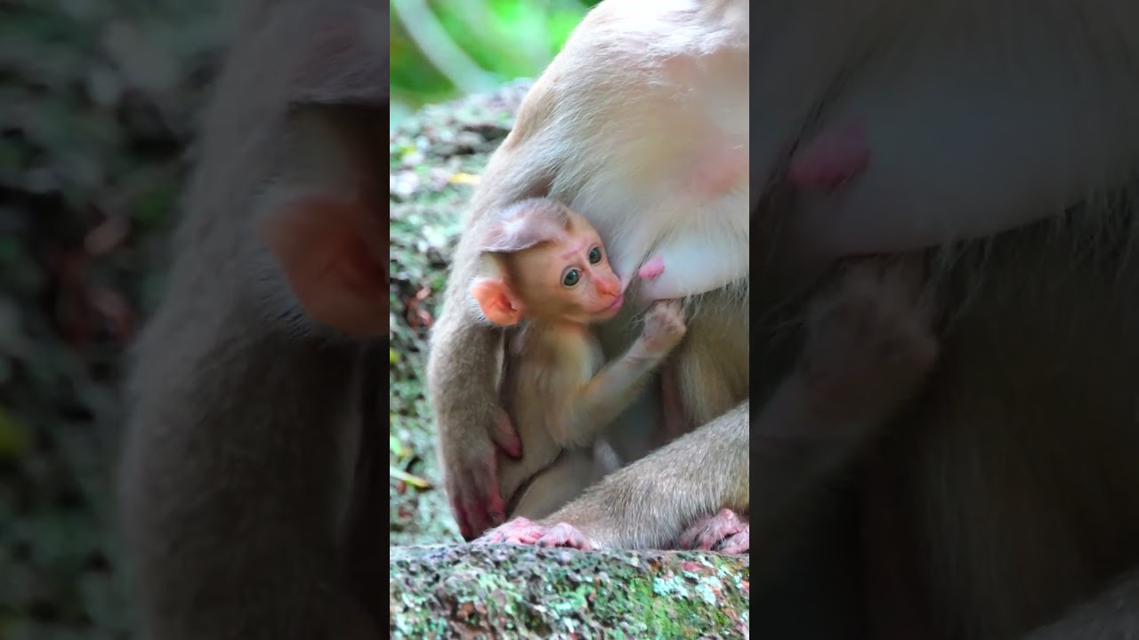 #monkeyrose #cute #monkeyspecies
