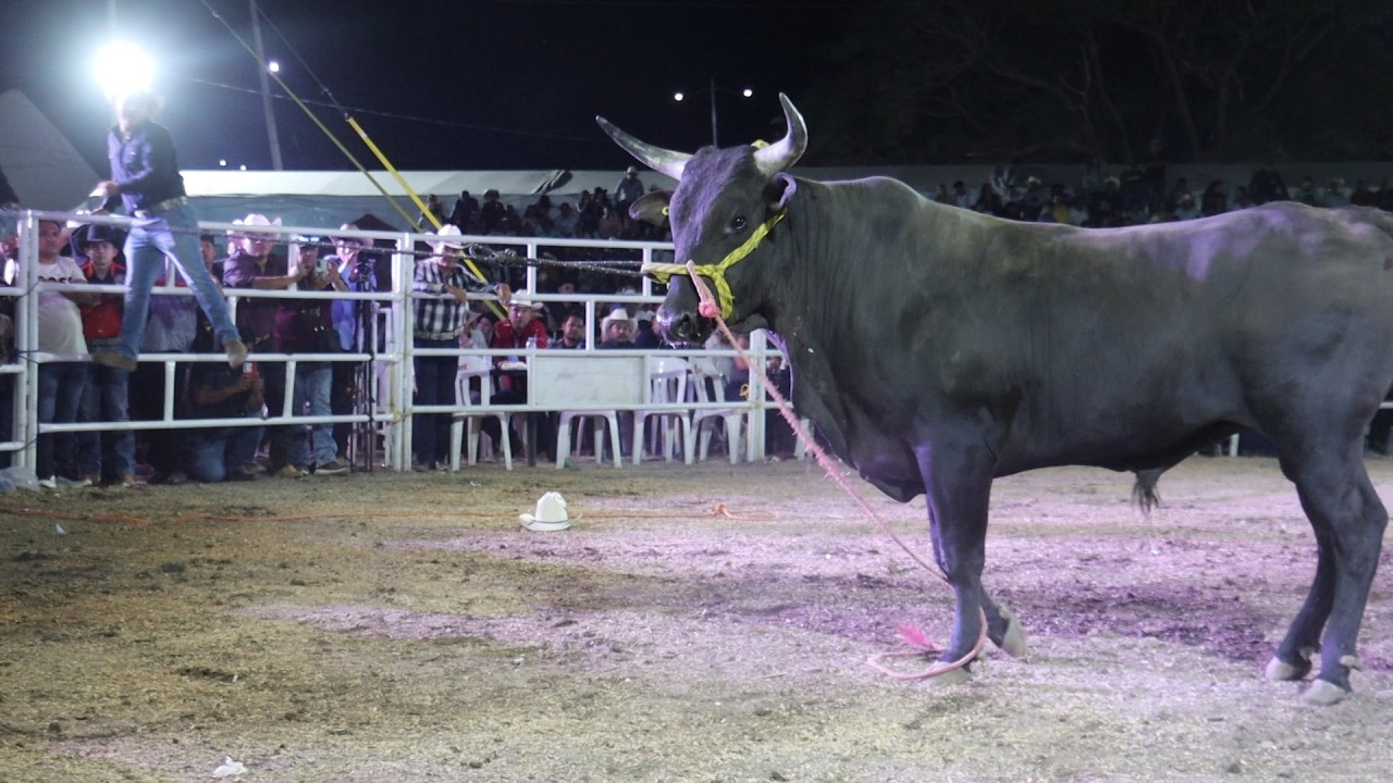 🔴 Jaripeo En Vivo 🔴 NARANJA DE TAPIA MICHOACÁN 1 Marzo 2026 RANCHO DOS CARNALES vs Jinetes del Avión