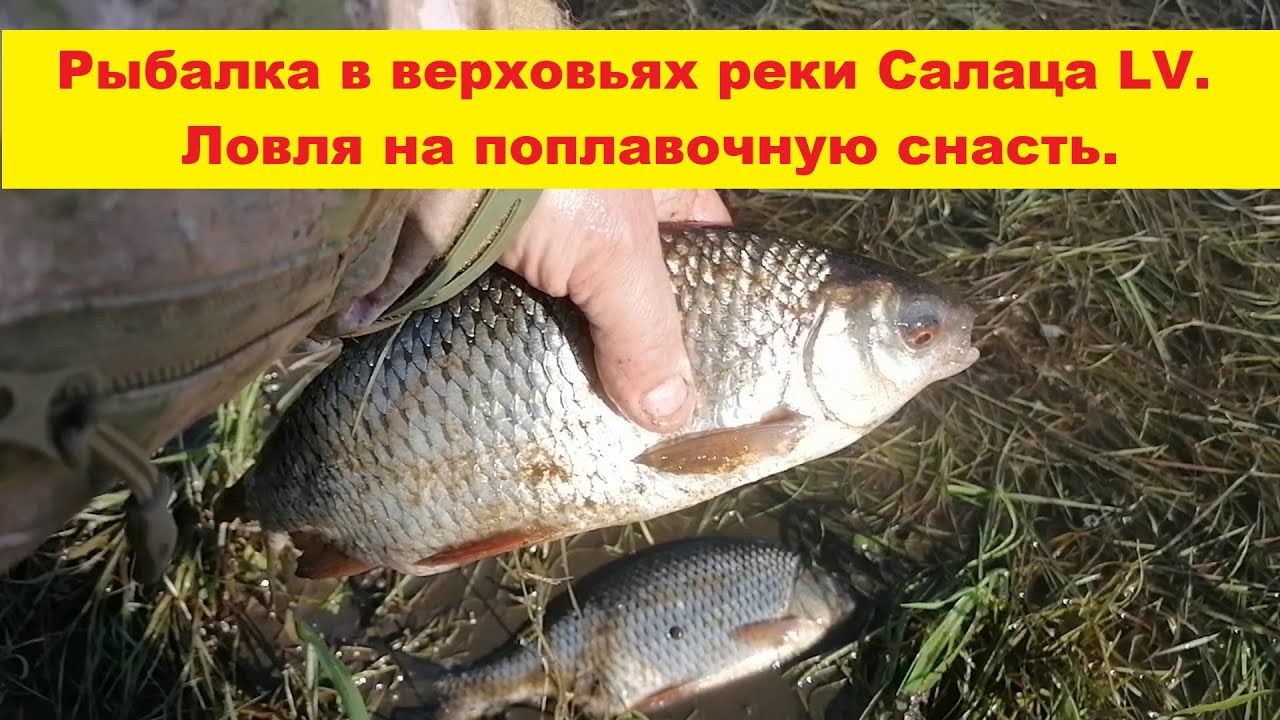 Рыбалка в верховьях реки Салаца.Рыбачим на поплавочную снасть в проводку.Cope Salacas upes augštecē.