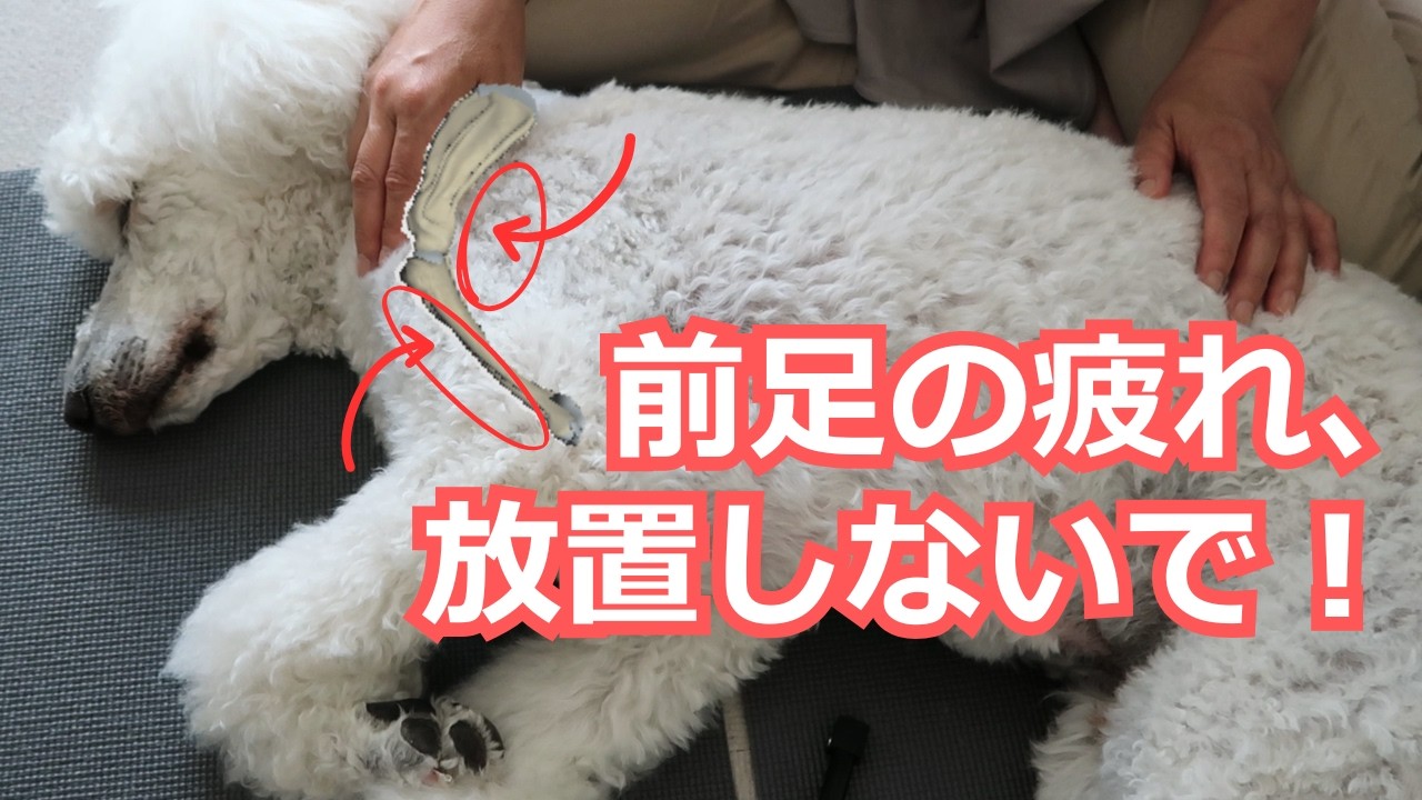 疲れている肩・前肢の筋肉を緩めるマッサージ【コンディショニング・チャレンジ②】