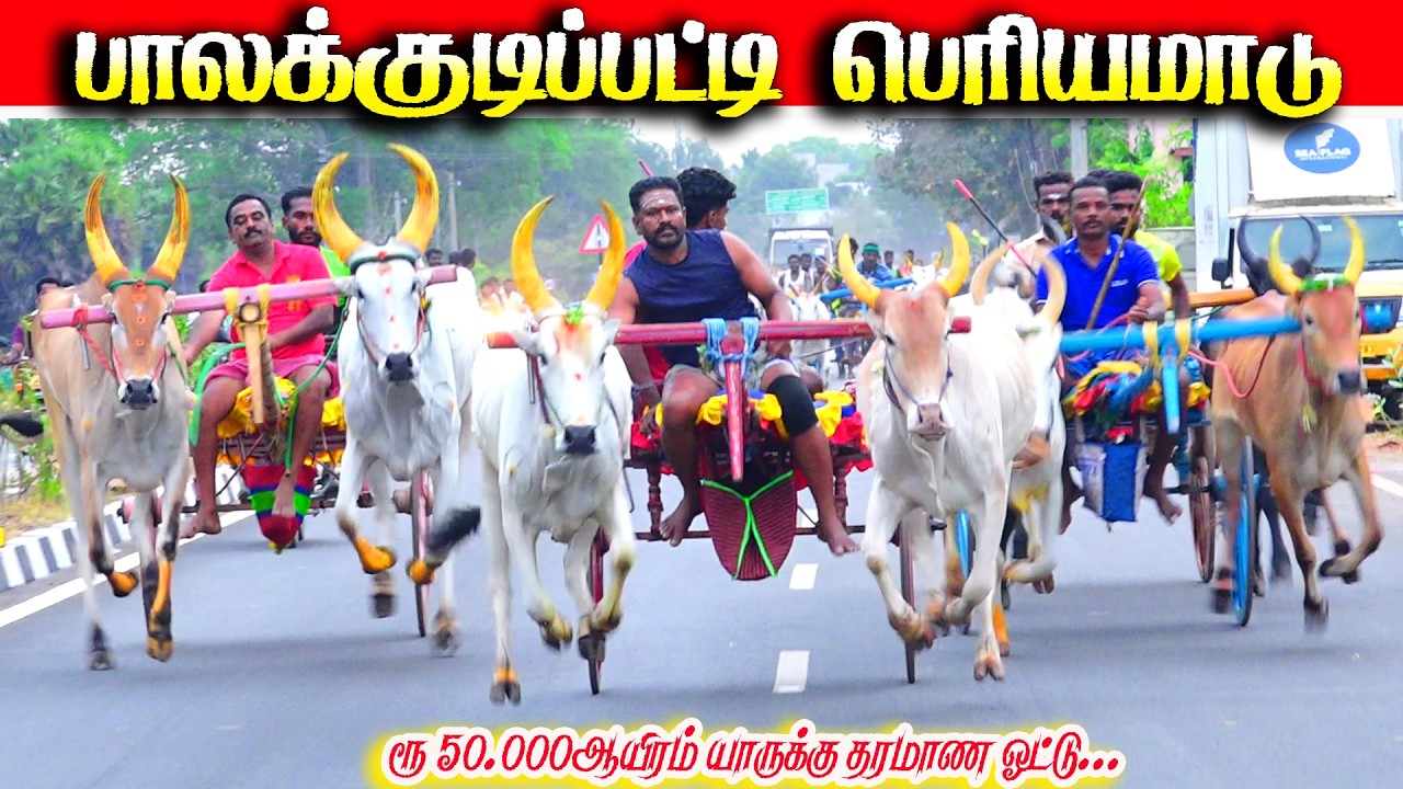 பாலக்குடிபட்டி பெரியமாடு ரூ50.000 ஆயிரம் பந்தயம் 05.04.2026