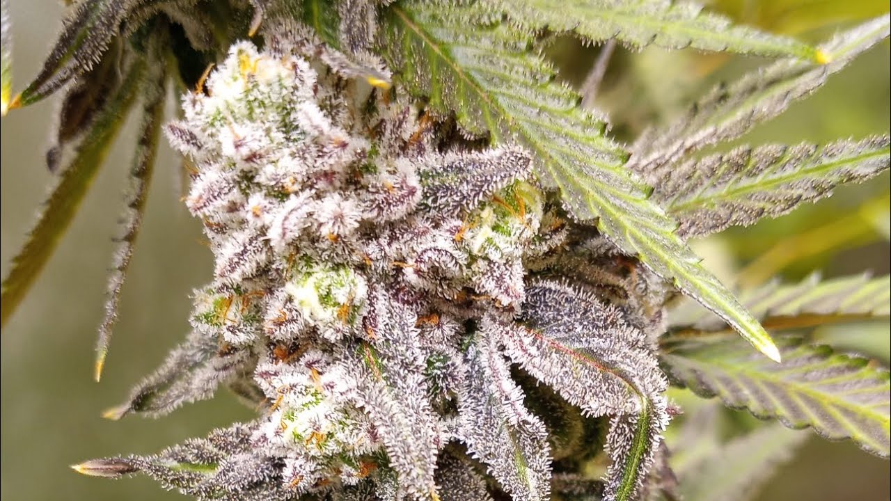 Atlas Seeds Week 9 Peanut Butter Breath and Space Panda