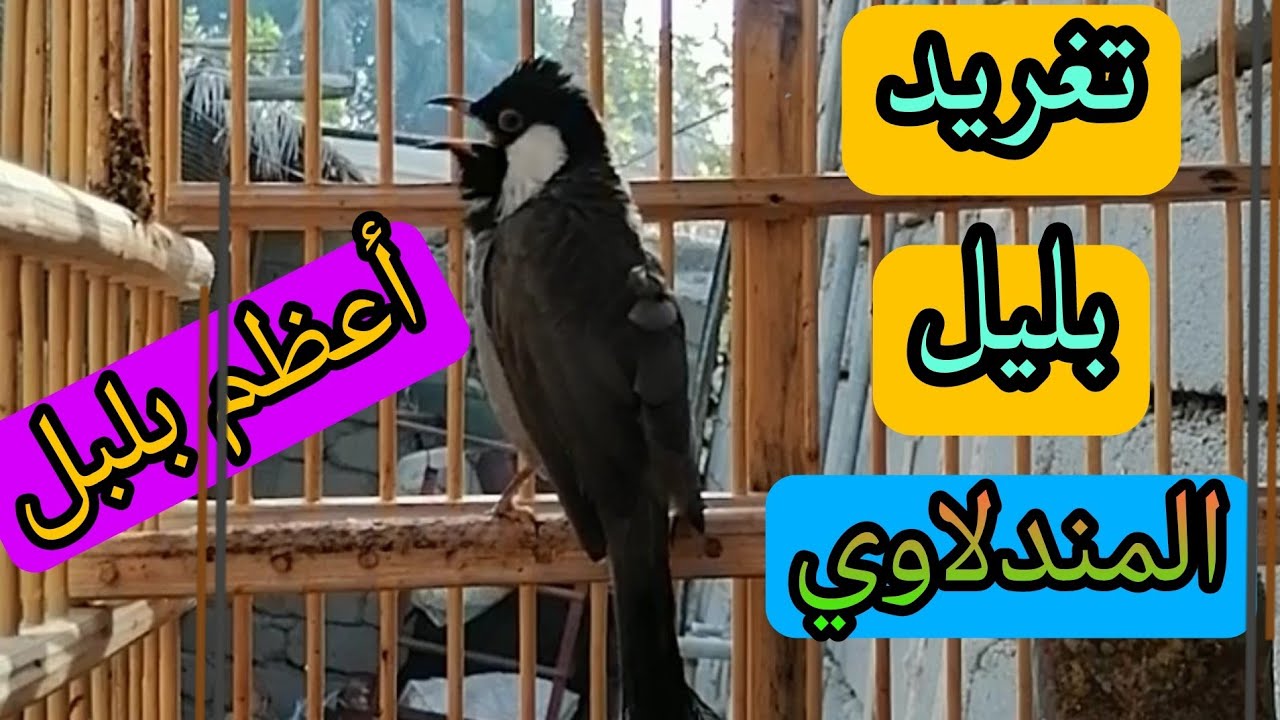 تغريد بلبل المندلاوي