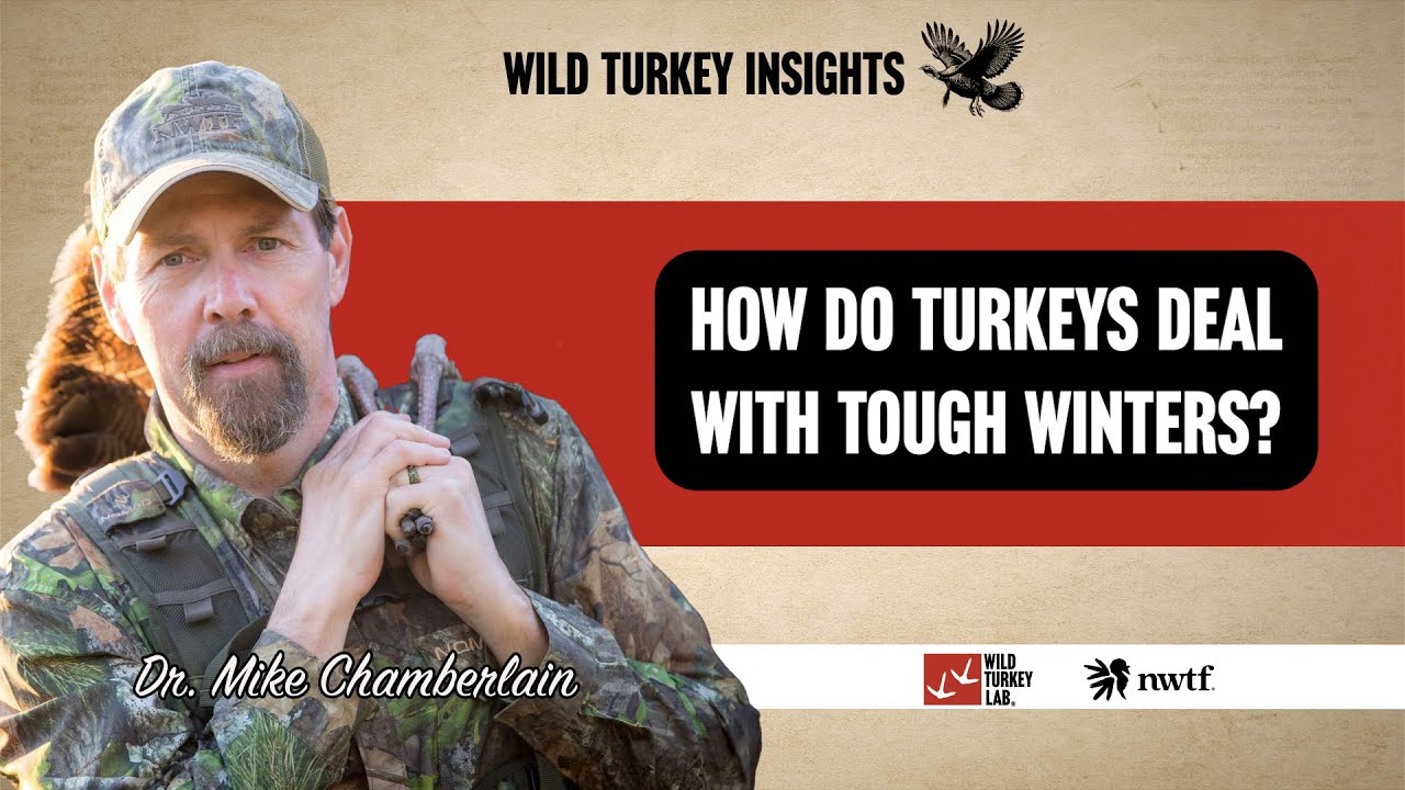 WTI: How do turkeys deal with tough winters?